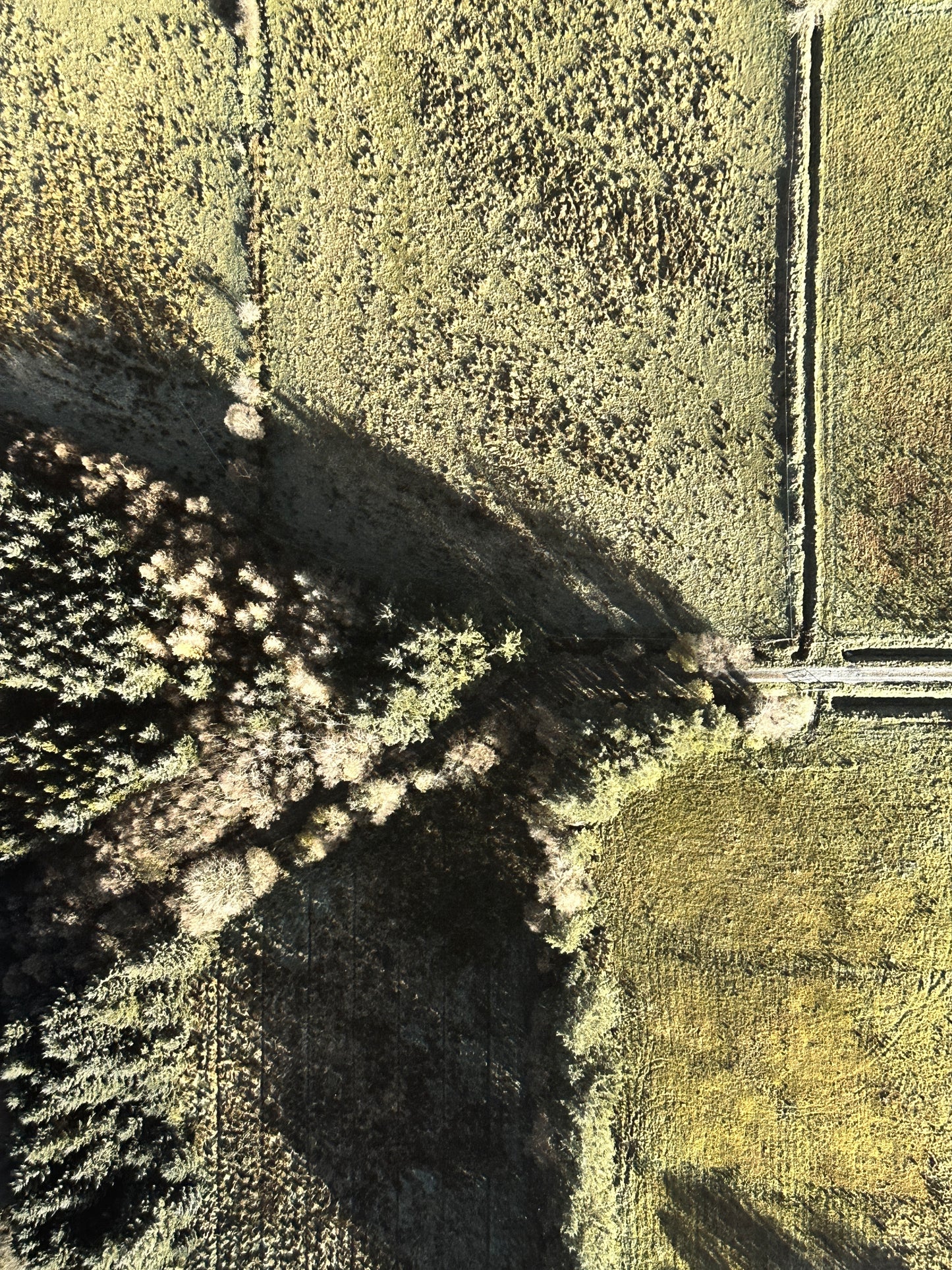 Arial Forest Photo Print
